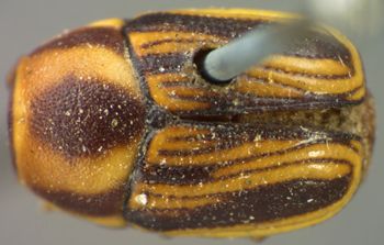 Media type: image;   Entomology 8396 Aspect: habitus dorsal view